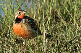 Rosy-throated Longclaw