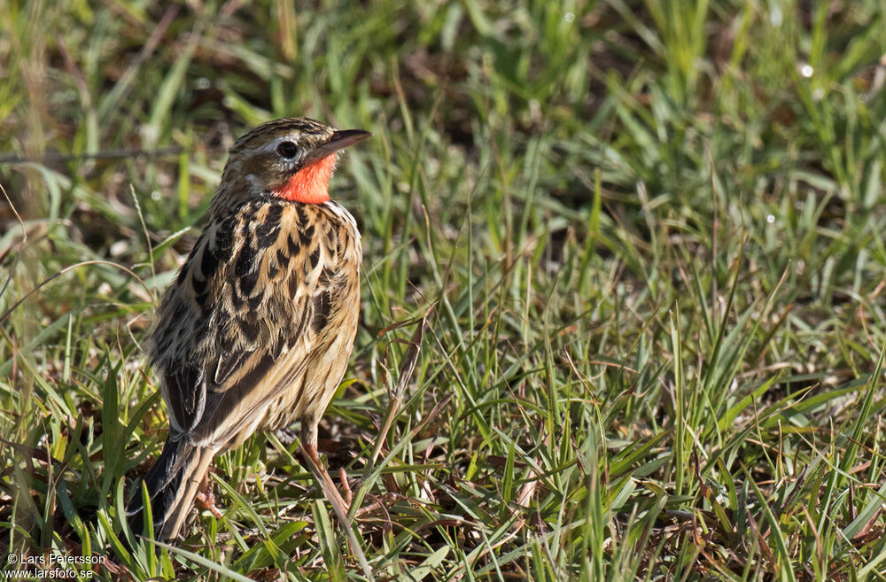 Rosy-throated Longclaw