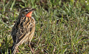 Rosy-throated Longclaw