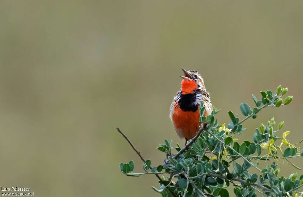 Rosy-throated Longclaw male adult, habitat, pigmentation, song