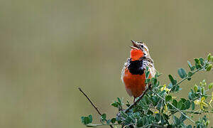 Rosy-throated Longclaw