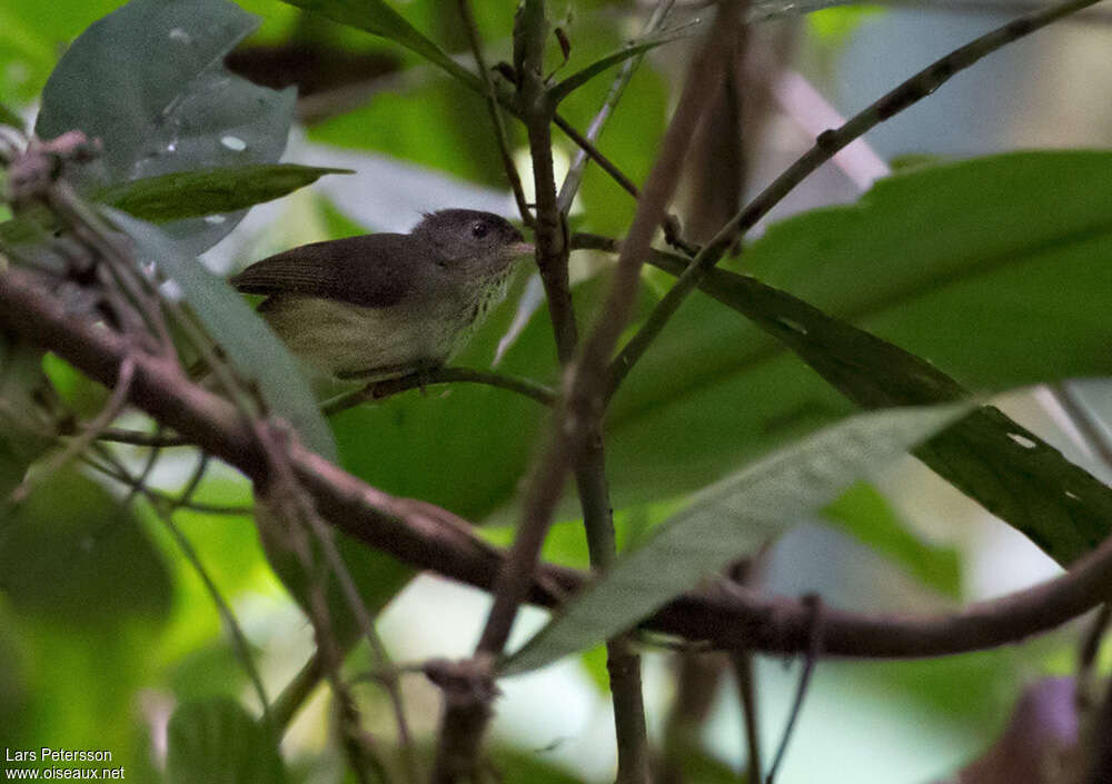 Séricorne à bec blanc, identification