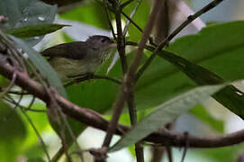 Pale-billed Scrubwren