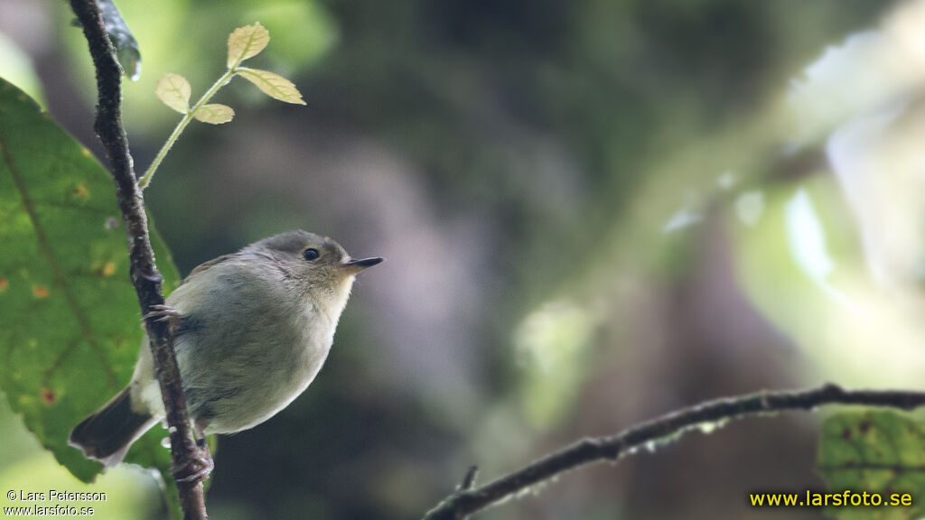 Séricorne montagnard