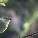 Séricorne montagnard