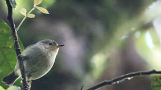 Large Scrubwren