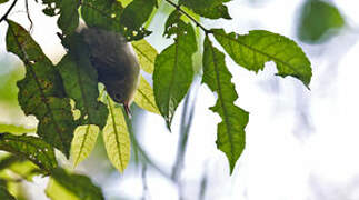 Large Scrubwren