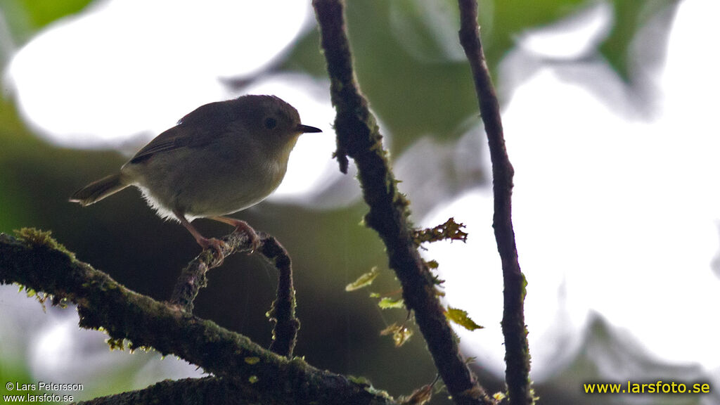 Large Scrubwren