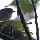 Séricorne montagnard