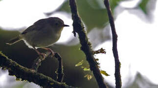 Large Scrubwren