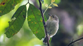 Large Scrubwren