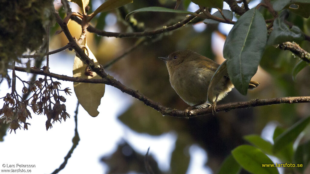 Séricorne montagnard