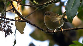 Séricorne montagnard