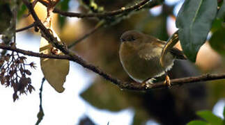 Large Scrubwren