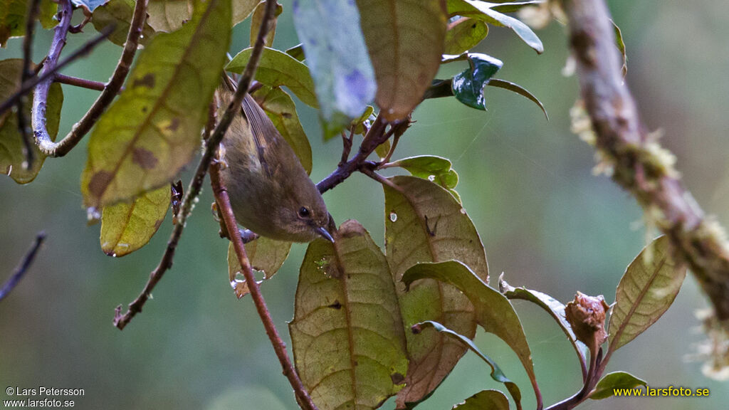 Papuan Scrubwren