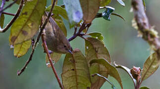 Papuan Scrubwren