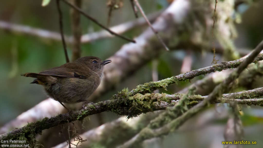 Papuan Scrubwrenadult