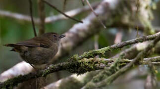 Papuan Scrubwren