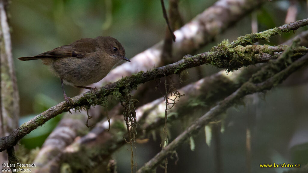 Papuan Scrubwren