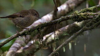 Papuan Scrubwren