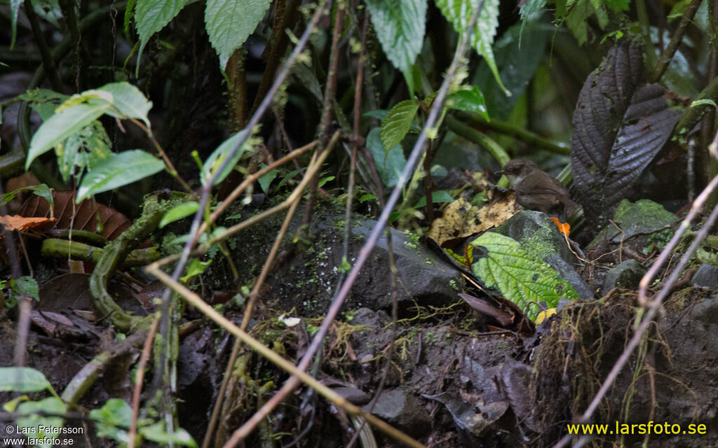 Mountain Mouse-warbler