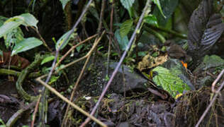 Mountain Mouse-warbler