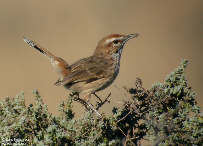 Rufous Fieldwren