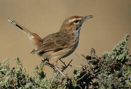 Rufous Fieldwren