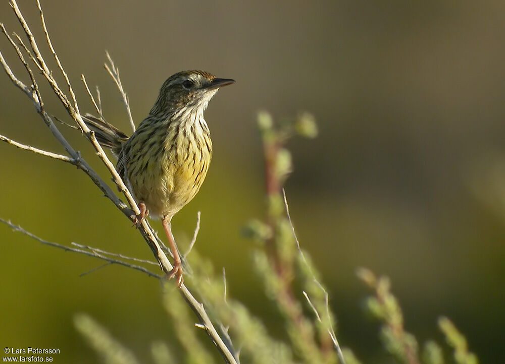 Striated Fieldwren