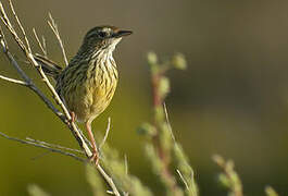 Striated Fieldwren