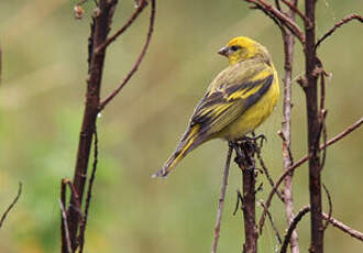 Serin à calotte jaune