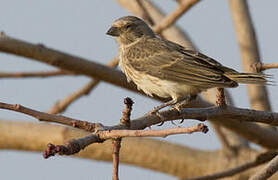 White-rumped Seedeater