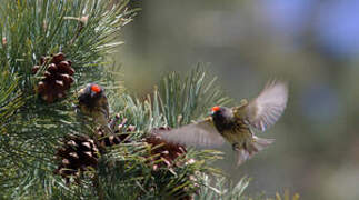 Red-fronted Serin