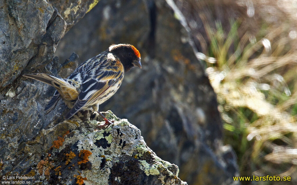 Red-fronted Serin