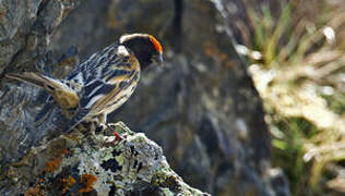 Red-fronted Serin