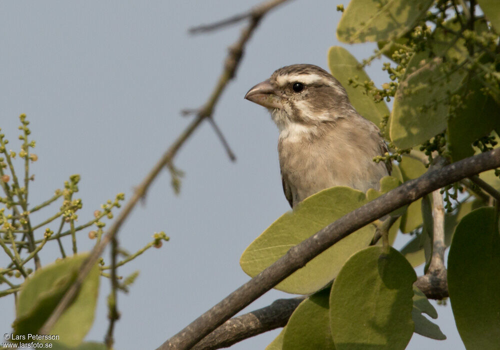 White-throated Canary