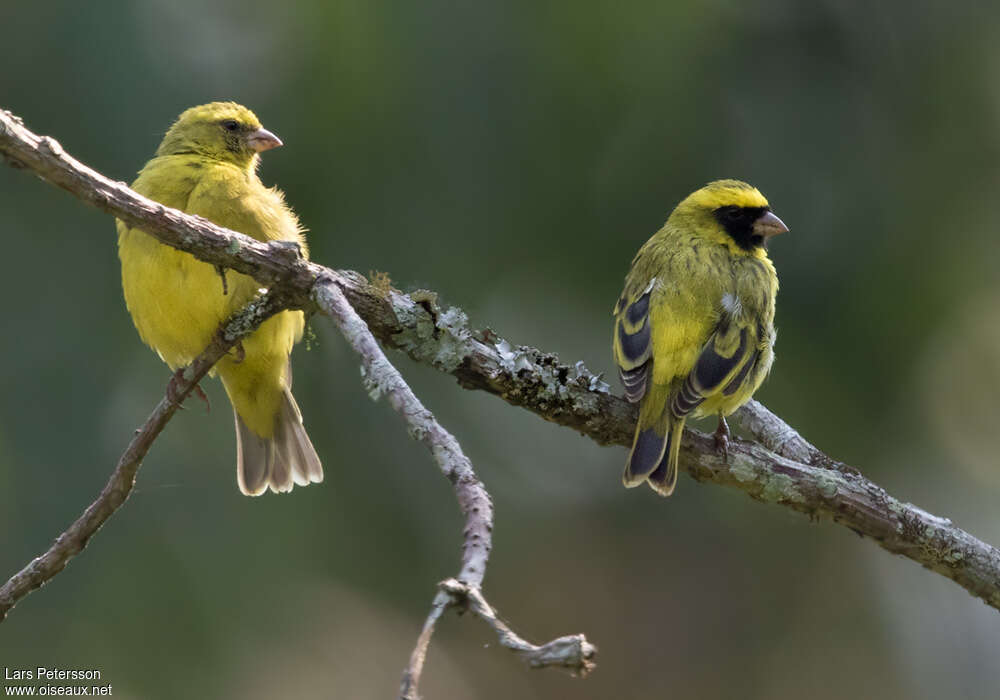 Serin à masque noiradulte, pigmentation