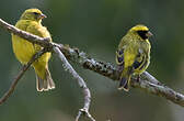 Serin à masque noir