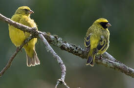 Black-faced Canary