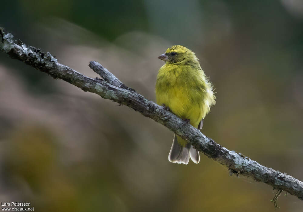 Serin à masque noir femelle adulte, identification