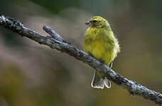 Serin à masque noir