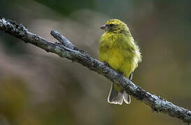 Black-faced Canary