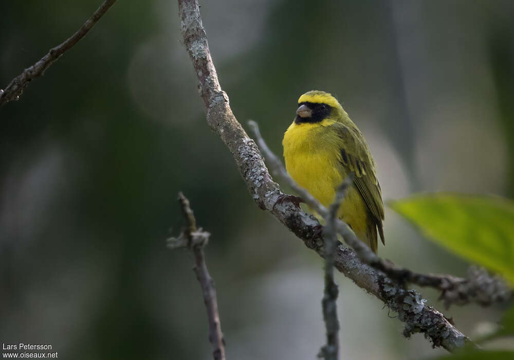 Black-faced Canary male adult, close-up portrait