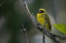 Serin à masque noir