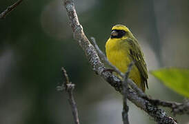 Black-faced Canary