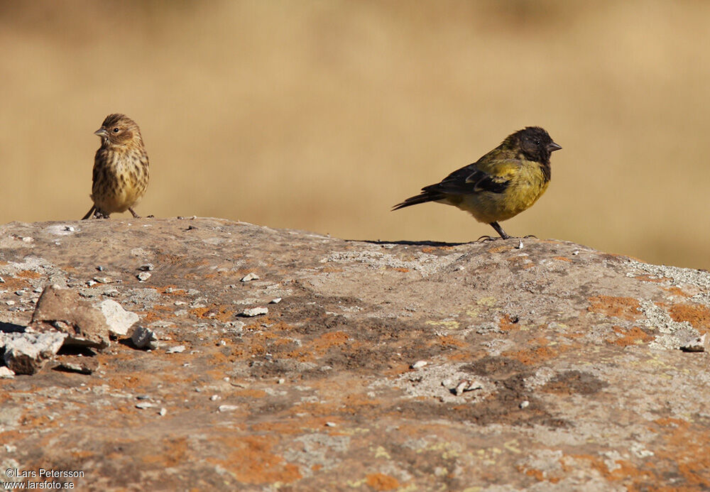 Ethiopian Siskin