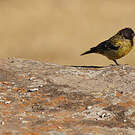 Serin à tête noire