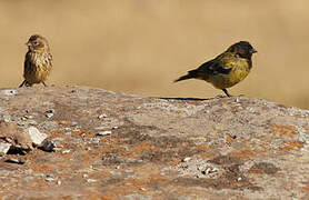 Serin à tête noire