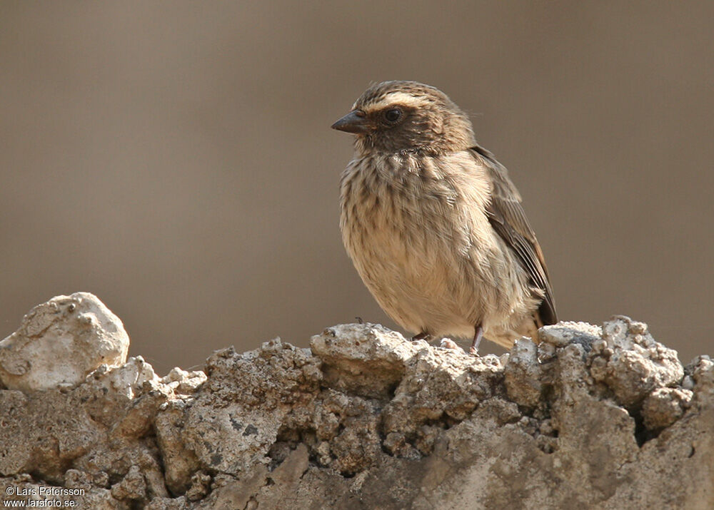 Serin à trois raies