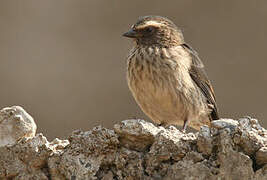 Brown-rumped Seedeater